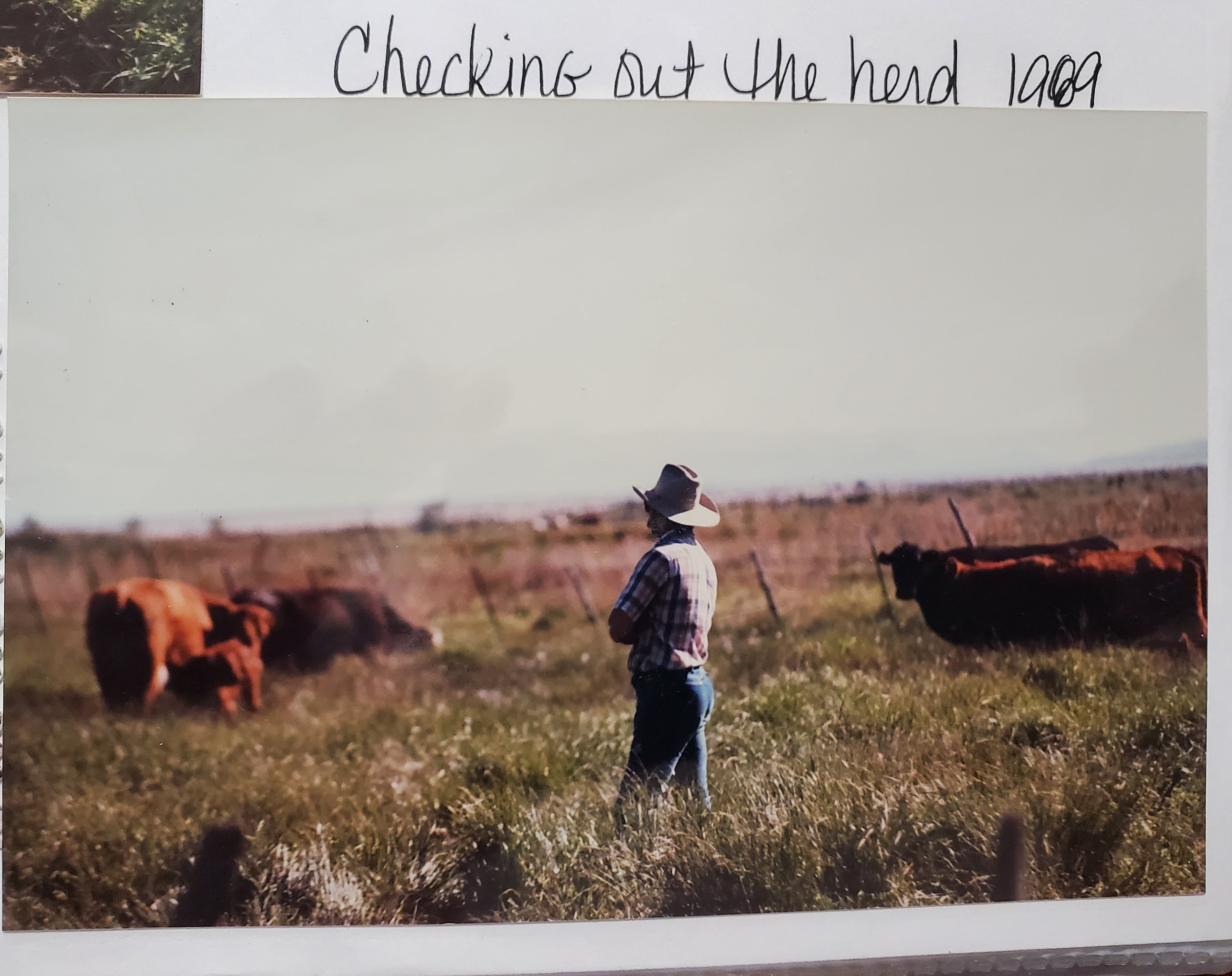 1989 picture of beef cow rancher in a plaid shirt and cowboy hat standing in a field with beef cows