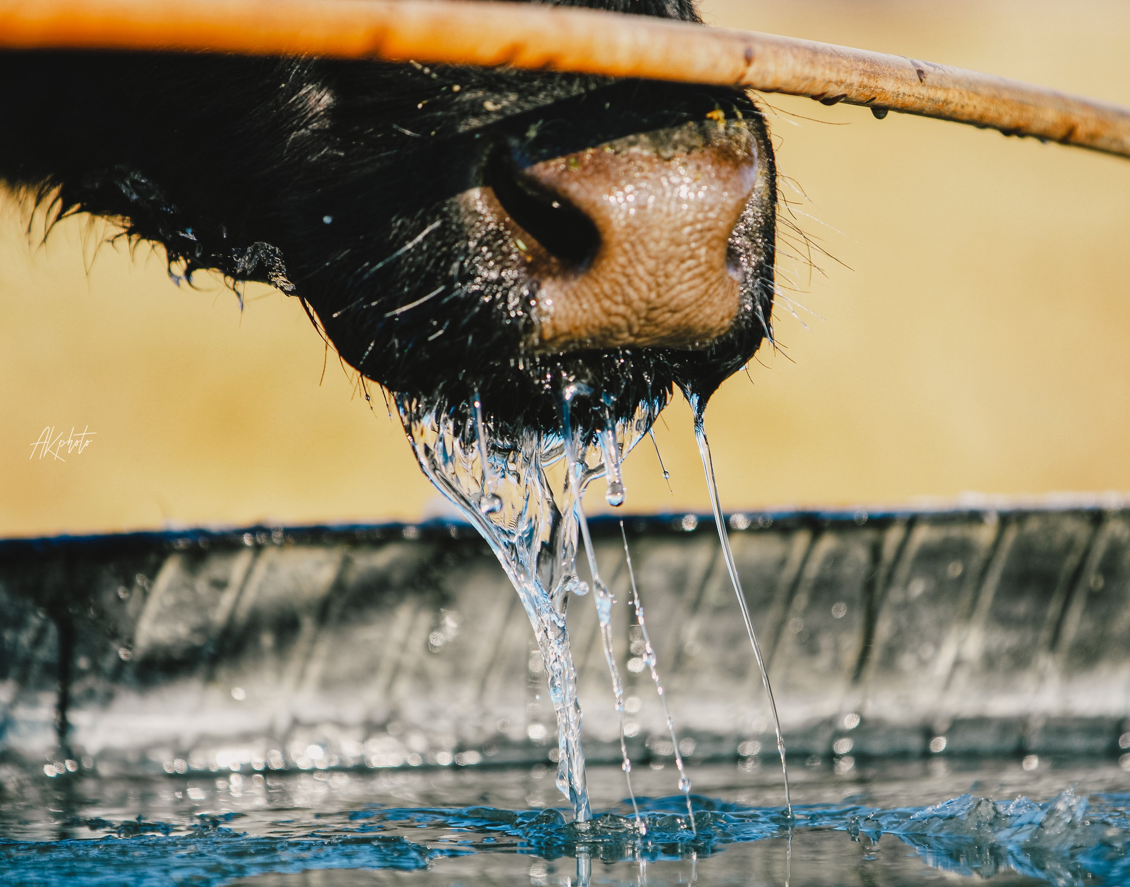 Close-up of a beef cow's nose with water dripping, against a blurred natural background.