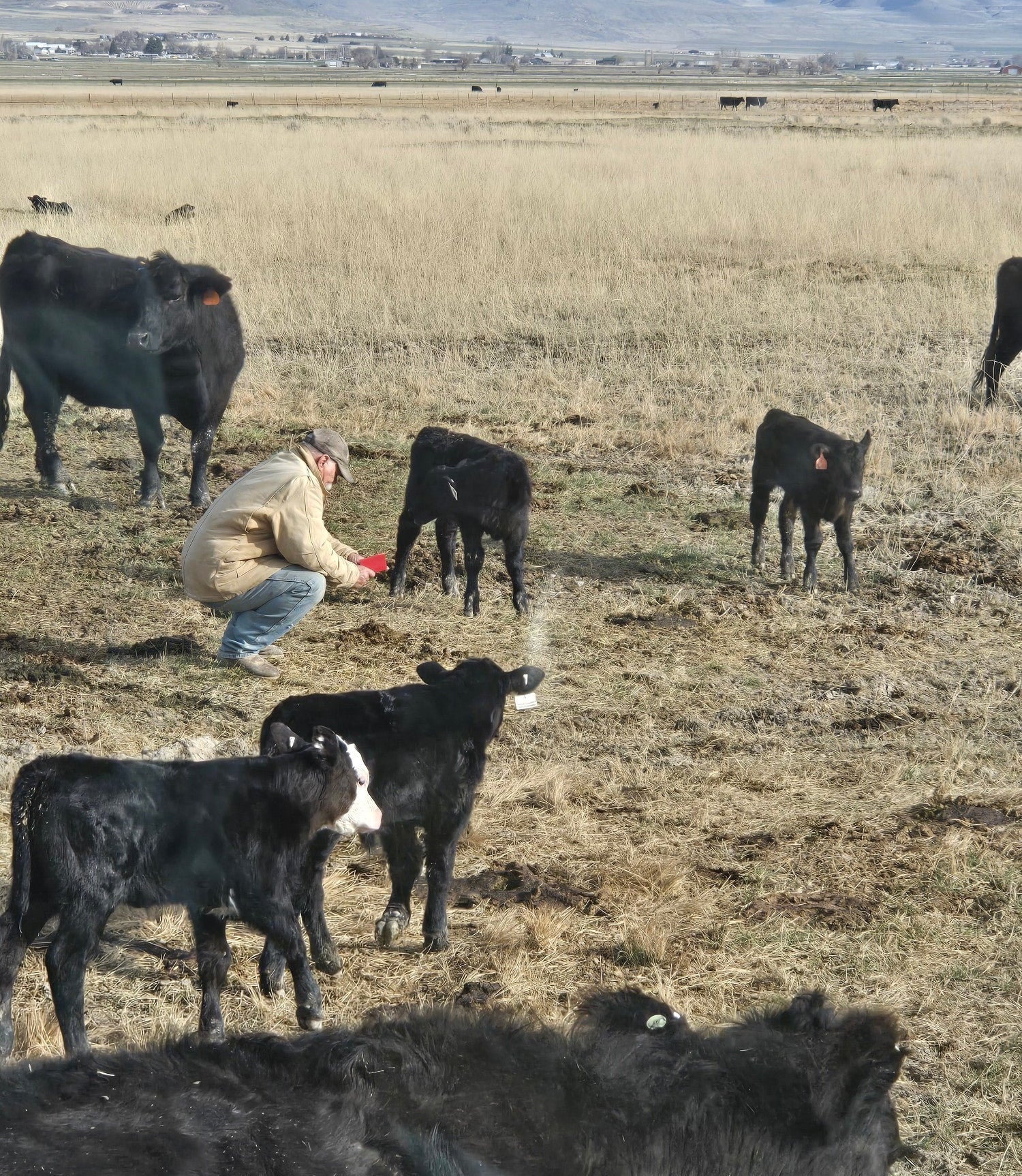 Beef cow rancher kneeling while calf looks at him
